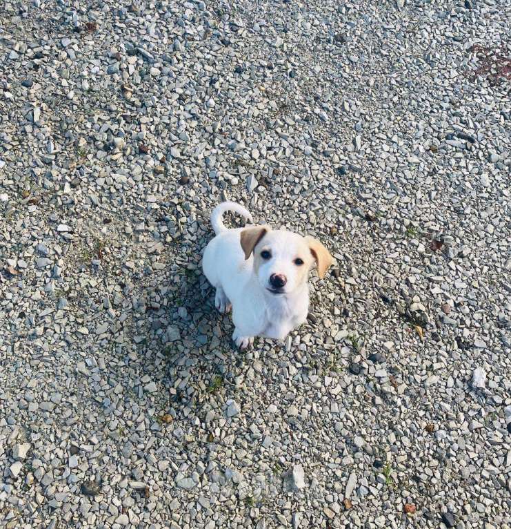 Собаки в Сочи: Две сестрёнки-непоседы ищут дом! Девочка, Бесплатно - фото 3