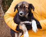 Собаки в Москве: Маленькая, скромная девочка живёт в приюте ищет дом Девочка, Бесплатно - фото 4
