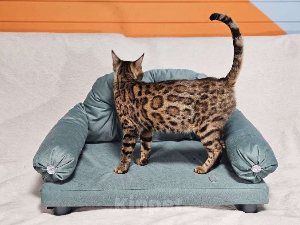 Кошки в Москве: Бенгальская кошка Теффи Девочка, 15 000 руб. - фото 5