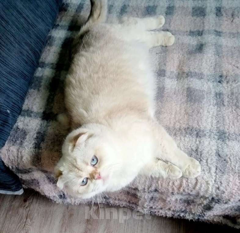 Кошки в Москве: Уютный вислоухий пухляш котик Эхнатон Мальчик, Бесплатно - фото 7