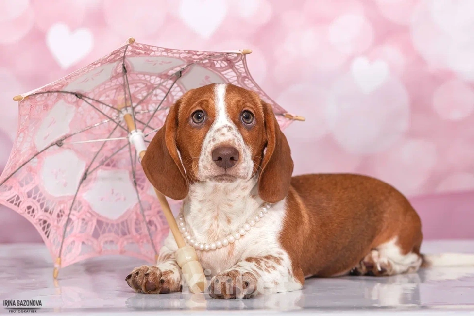 Собаки в Москве: Такса эксклюзивного окраса Пайболд  Девочка, 50 000 руб. - фото 5