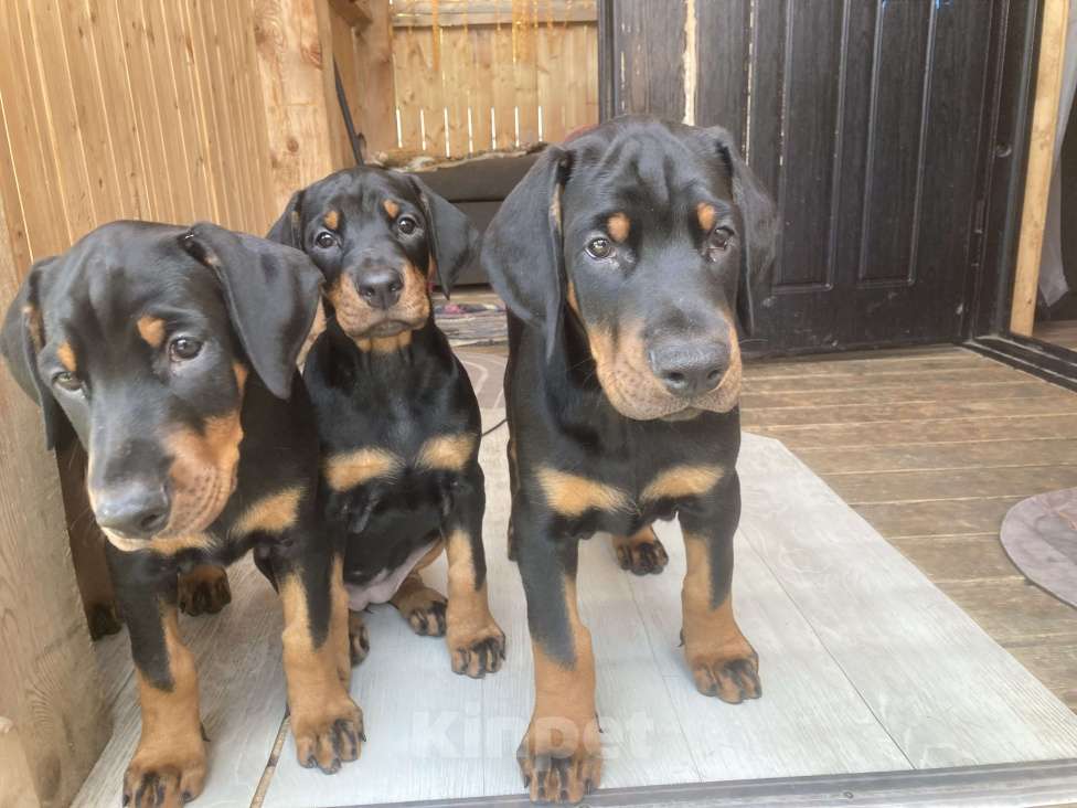 Собаки в Москве: Щенки Добермана  Девочка, Бесплатно - фото 2