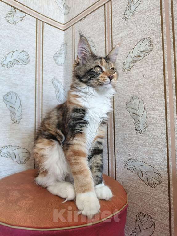 Кошки в Барнауле: Кошечка Девочка, Бесплатно - фото 1