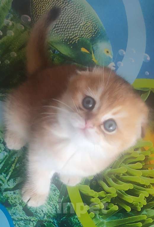 Кошки в Тольятти: Золотые шиншилы Разнополые, 35 000 руб. - фото 5