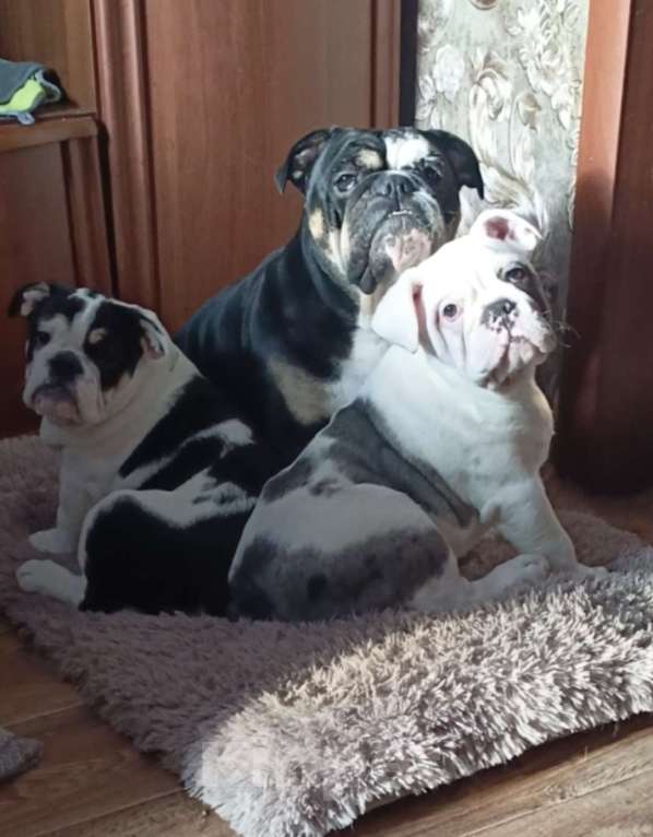 Собаки в Москве: Английский бульдог Девочка, 50 000 руб. - фото 8