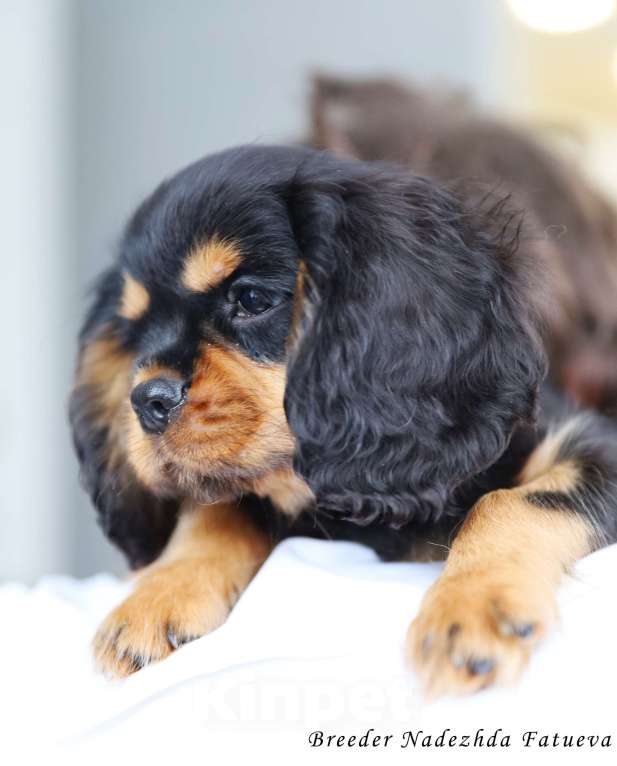 Собаки в Рязани: Щенки Кавалер Кинг Чарльз спаниеля Мальчик, Бесплатно - фото 5