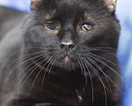 Кошки в Москве: Особенный черный кот Гэндальф ищет дом Мальчик, 1 руб. - фото 2