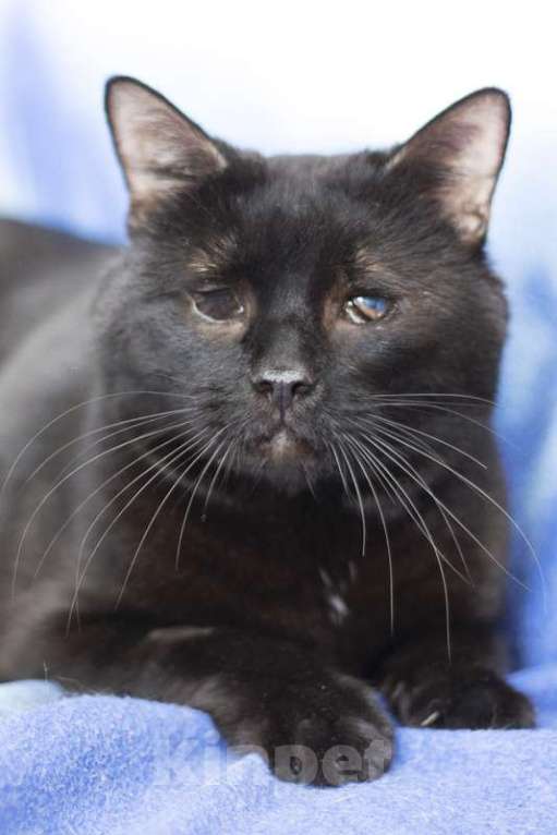 Кошки в Москве: Особенный черный кот Гэндальф ищет дом Мальчик, 1 руб. - фото 2