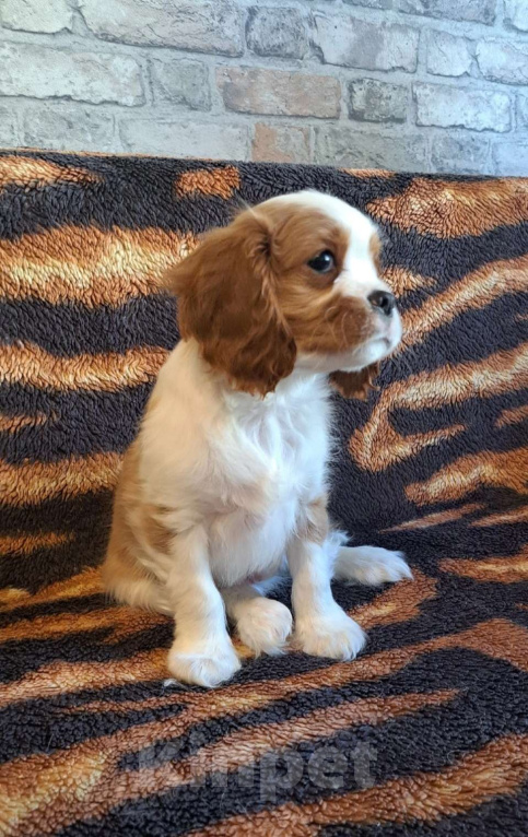 Собаки в Санкт-Петербурге: Щенки кавалер кинг чарльз спаниеля Мальчик, 50 000 руб. - фото 5