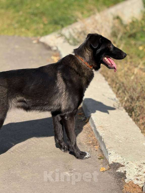 Собаки в Москве: Лилу Девочка, Бесплатно - фото 5