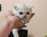 Кошки в Белгороде: Продаю котенка породы британская серебристая шиншилла, ns-колор. Мальчик. Мальчик, 30 000 руб. - фото 5