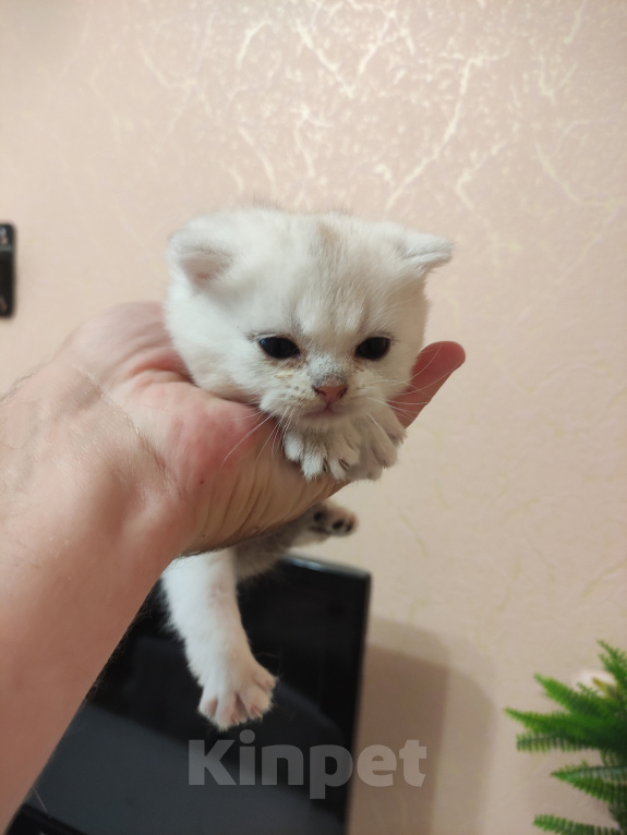 Кошки в Белгороде: Продаю котенка породы британская серебристая шиншилла, ns-колор. Мальчик. Мальчик, 30 000 руб. - фото 5