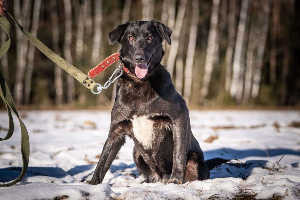 Собаки в Клине: Гуччи — грациозный пёс Мальчик, Бесплатно - фото 7