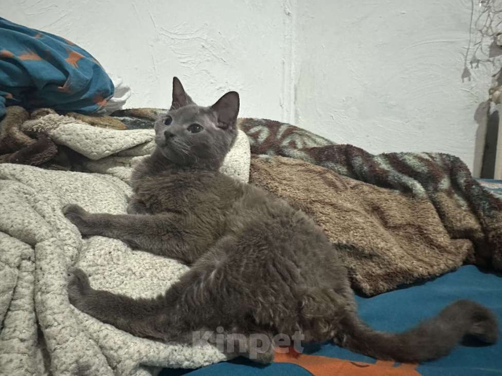 Кошки в Красноярске: Русская голубая кошка в добрые руки Девочка, Бесплатно - фото 2