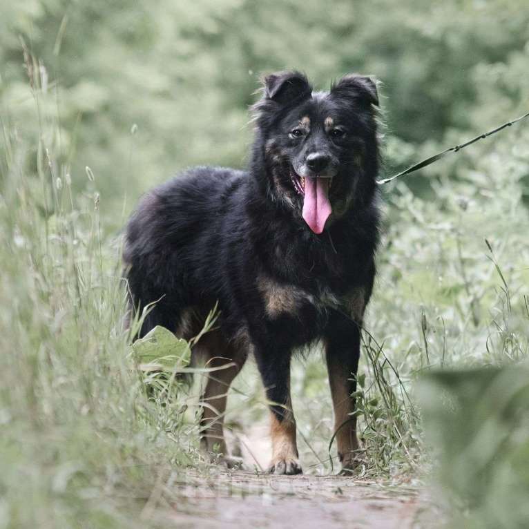 Собаки в Москве: Плюшевый Майк Мальчик, Бесплатно - фото 6