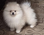 Собаки в Москве: Померанский шпиц кремового окраса Мальчик, 40 000 руб. - фото 2