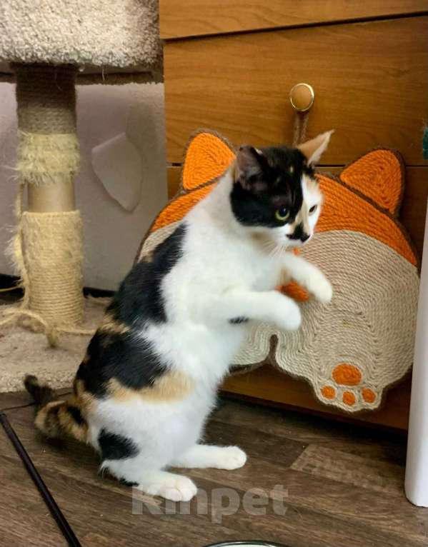 Кошки в Санкт-Петербурге: Кошечка ищет дом.  Девочка, Бесплатно - фото 6