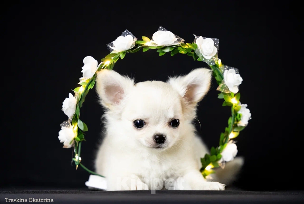 Собаки в Москве: щенки чихуахуа  Девочка, 90 000 руб. - фото 1