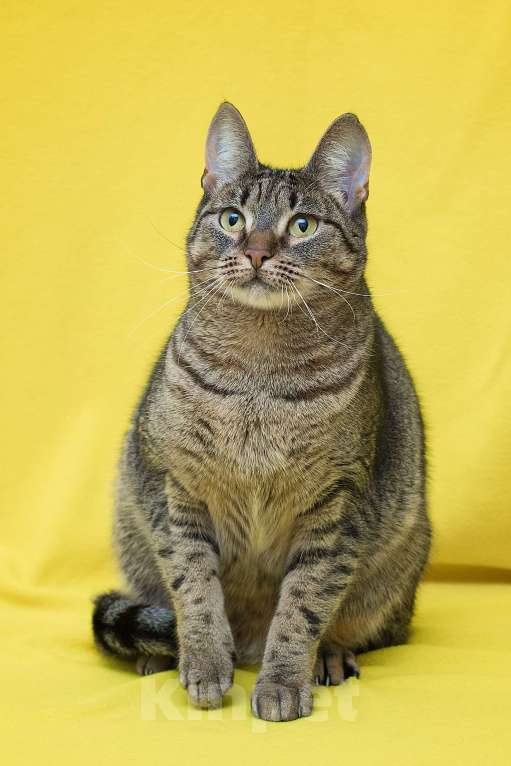 Кошки в Москве: Забавнее кошку не найдете Девочка, Бесплатно - фото 2