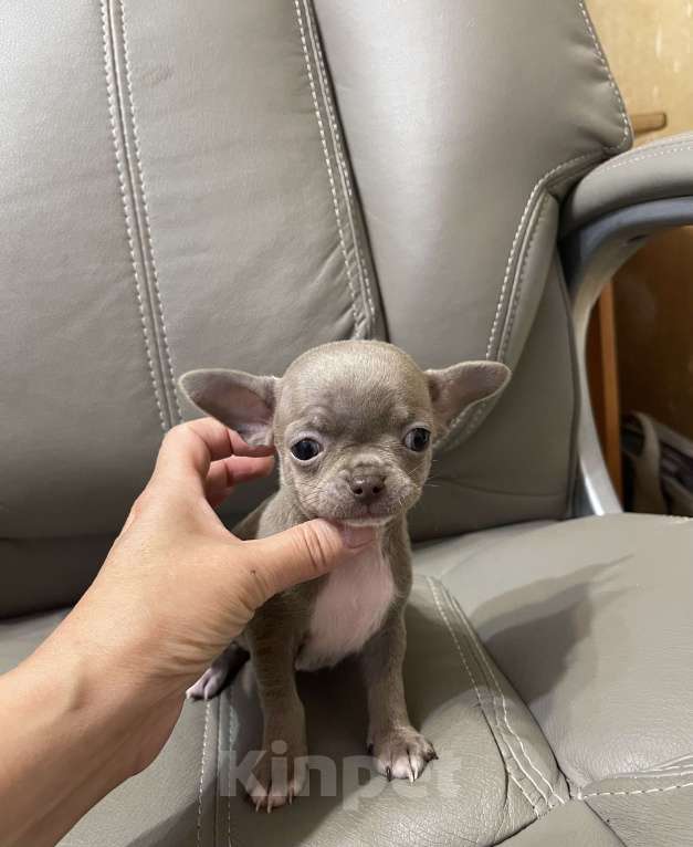 Собаки в Люберцах: Чихуахуа щенок Мальчик, 67 000 руб. - фото 4