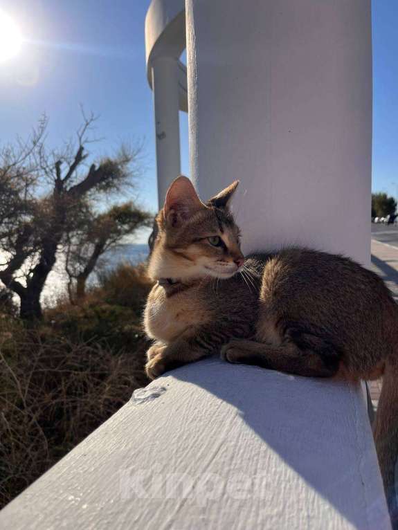 Кошки в Геленджике: Чаузи купить котенка Мальчик, 49 000 руб. - фото 4