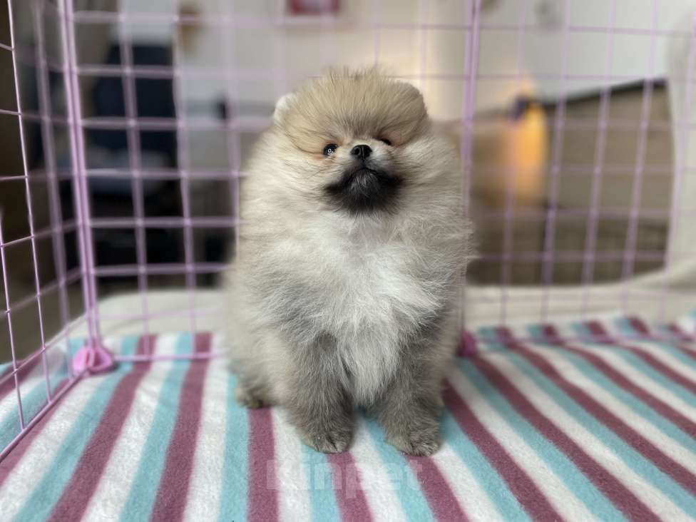 Собаки в Санкт-Петербурге: Целая орава шпицев - питомник шпицев "Морошка Мама" Мальчик, Бесплатно - фото 9