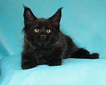 Кошки в Раменском: Котенок Мейн-кун Мальчик, 45 000 руб. - фото 5