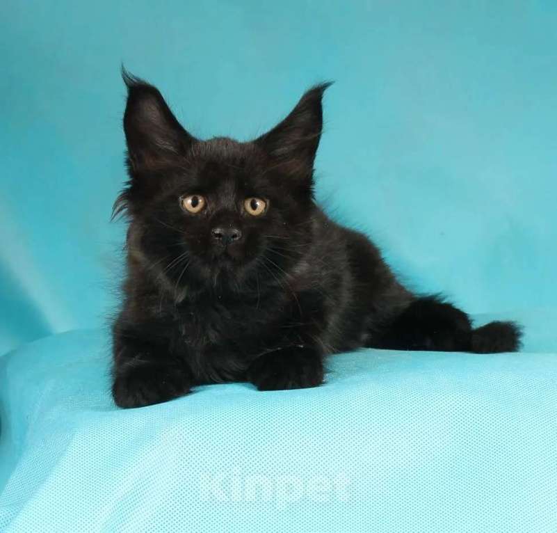 Кошки в Раменском: Котенок Мейн-кун Мальчик, 45 000 руб. - фото 5