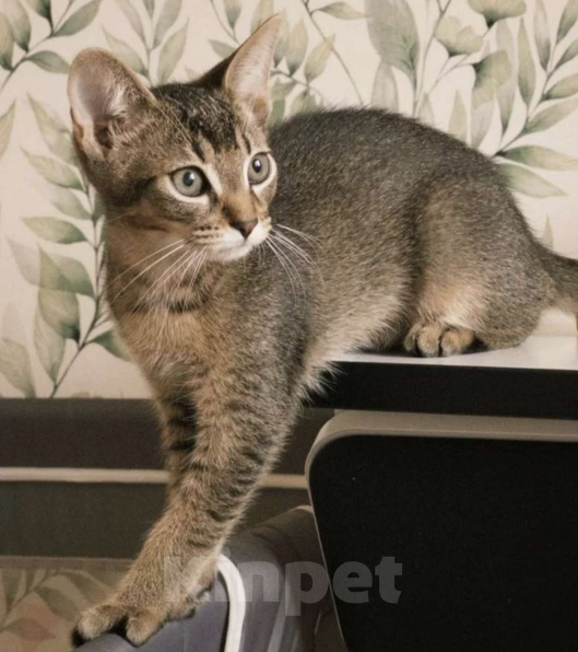 Кошки в Москве: Абисинские котенок метис Мальчик, 6 000 руб. - фото 6