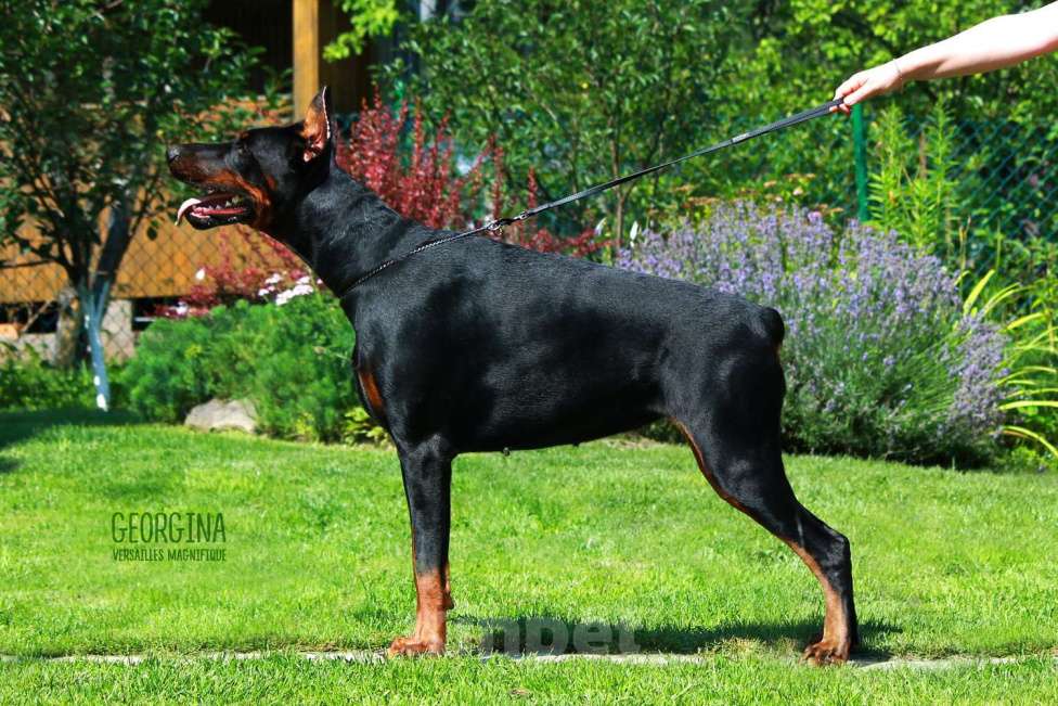 Собаки в Санкт-Петербурге: Щенок добермана в питомнике Версаль Манифик Мальчик, 130 000 руб. - фото 6