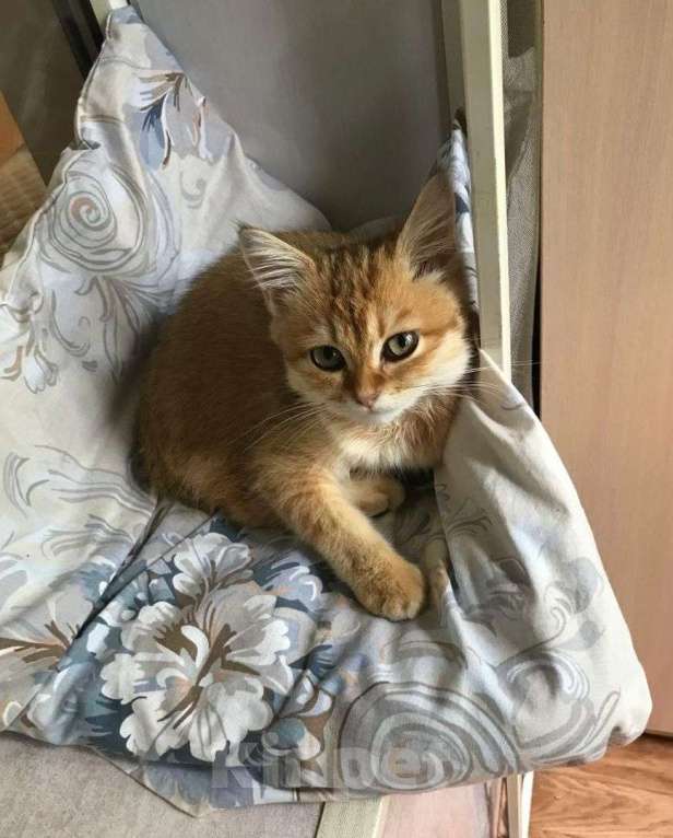 Кошки в Москве: Котенок метис в добрые руки  Мальчик, Бесплатно - фото 2