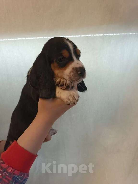 Собаки в Краснодаре: Щенки бассет-хаунд Разнополые, 22 000 руб. - фото 9