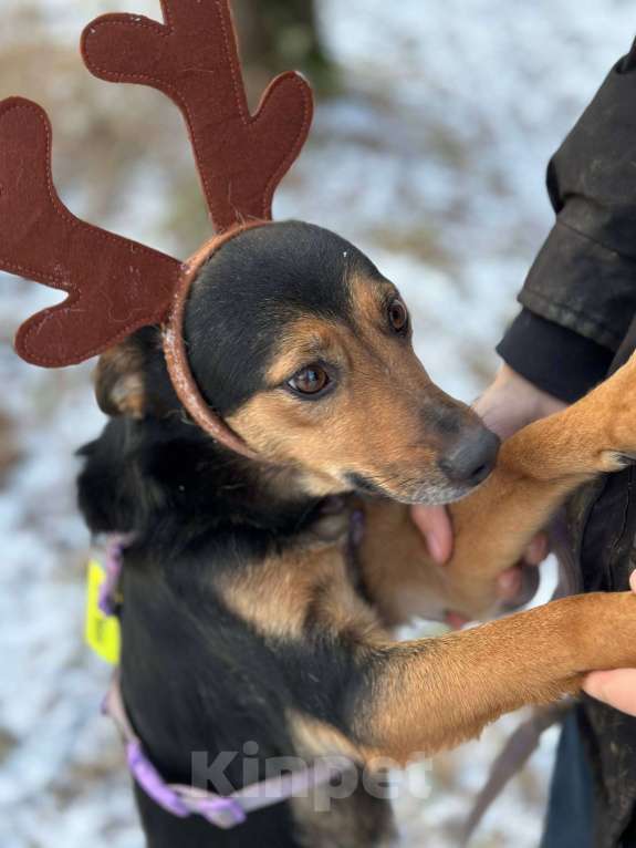 Собаки в Москве: Сигма  Девочка, Бесплатно - фото 2
