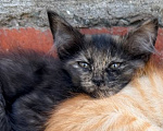 Кошки в Астрахани: Дворовая кошка родила котят Мальчик, Бесплатно - фото 6