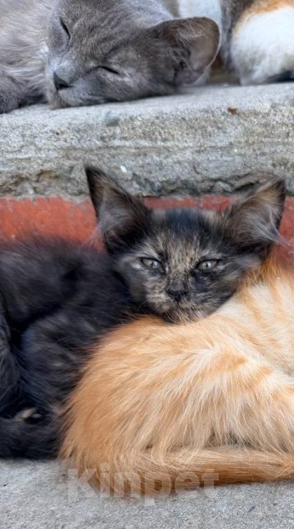 Кошки в Астрахани: Дворовая кошка родила котят Мальчик, Бесплатно - фото 6