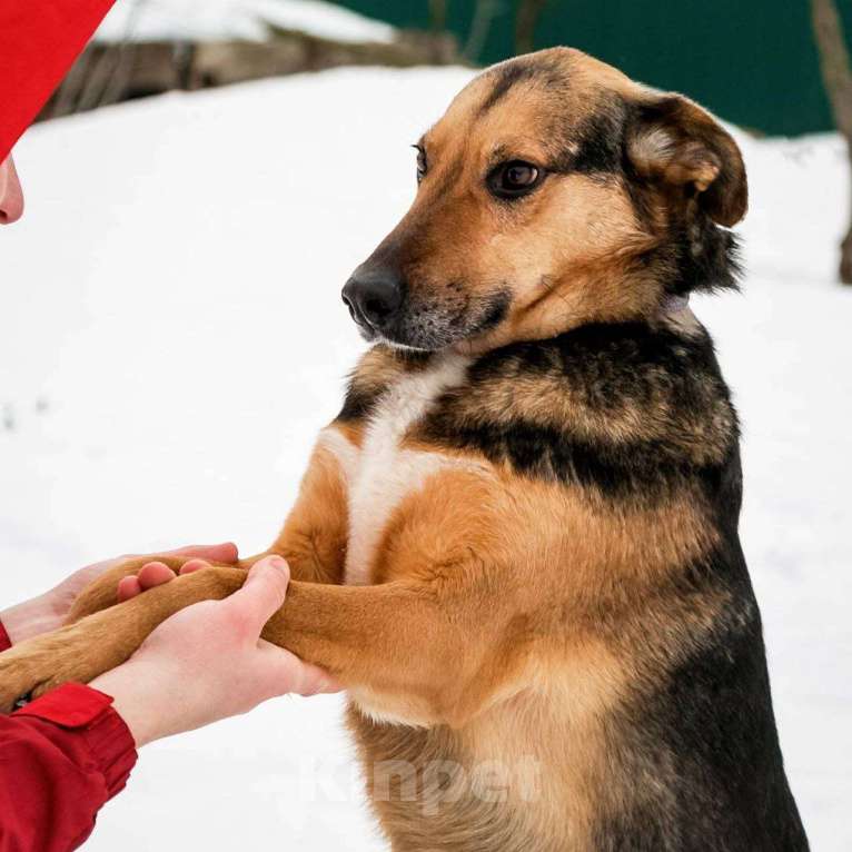 Собаки в Москве: Удивительно красивые и такие грустные глаза...Рио. Мальчик, Бесплатно - фото 2