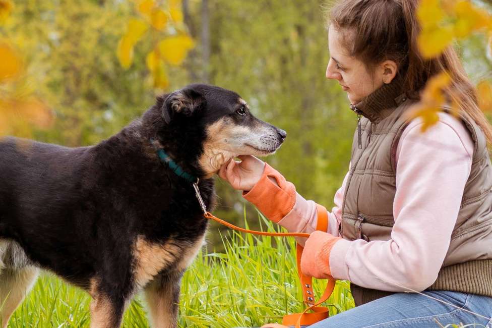 Собаки в Москве: Собака из приюта ищет дом Мальчик, Бесплатно - фото 2