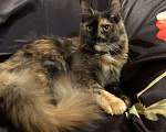 Кошки в Барыше: Кошка окраса черепаха солид, 15 000 руб. - фото 2