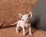 Кошки в Самаре: Сфинкс эльф Мальчик, Бесплатно - фото 2