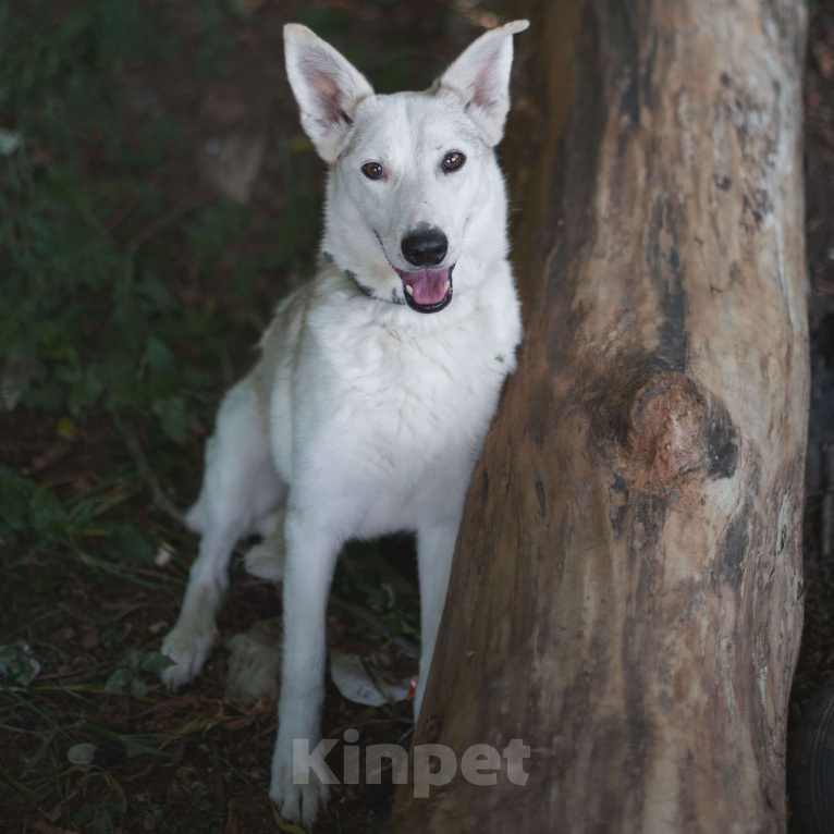 Собаки в Москве: Холи Девочка, Бесплатно - фото 2