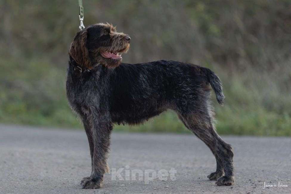 Собаки в Москве: Дратхаар Девочка, Бесплатно - фото 3