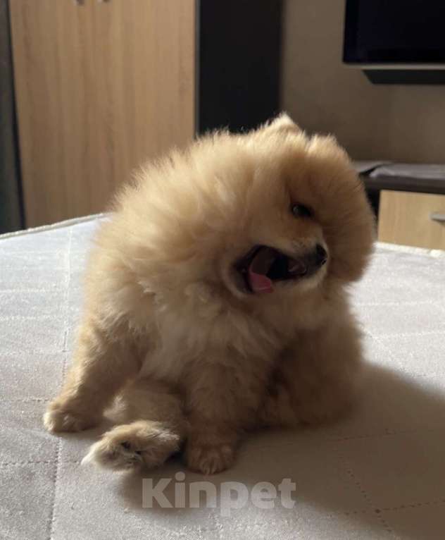 Собаки в Санкт-Петербурге: Очаровательный щенок — всего 2 месяца, ищет любящую семью! Мальчик, 1 000 руб. - фото 2