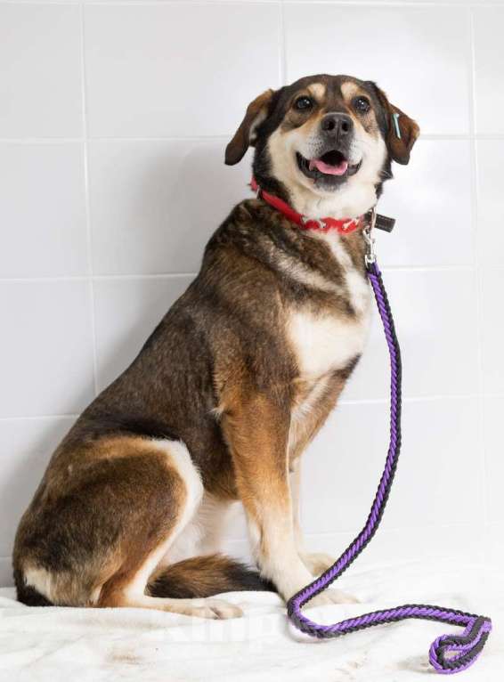 Собаки в Наро-Фоминске: Нора из приюта Берегиня Девочка, Бесплатно - фото 3