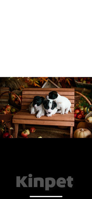 Собаки в Симферополе: Эксклюзивная девочка Джек Рассел терьер  Девочка, 25 000 руб. - фото 3