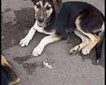 Собаки в Красноармейске: Подросший щенок, помесь гончей  Девочка, Бесплатно - фото 3