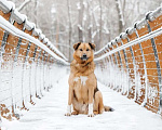 Собаки в Москве: Ищет дом Тим - верный друг и надежный товарищ. Мальчик, Бесплатно - фото 2