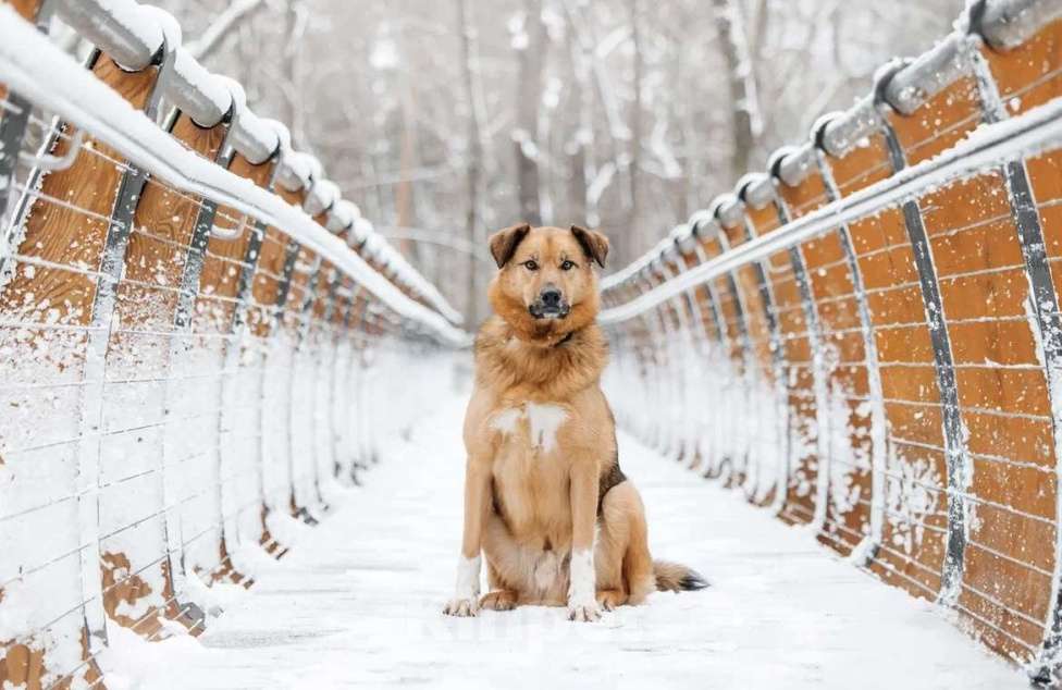 Собаки в Москве: Ищет дом Тим - верный друг и надежный товарищ. Мальчик, Бесплатно - фото 2