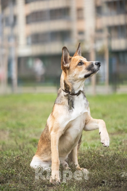 Собаки в Санкт-Петербурге: Собаки из приюта: нежный молодой Рей Мальчик, Бесплатно - фото 8