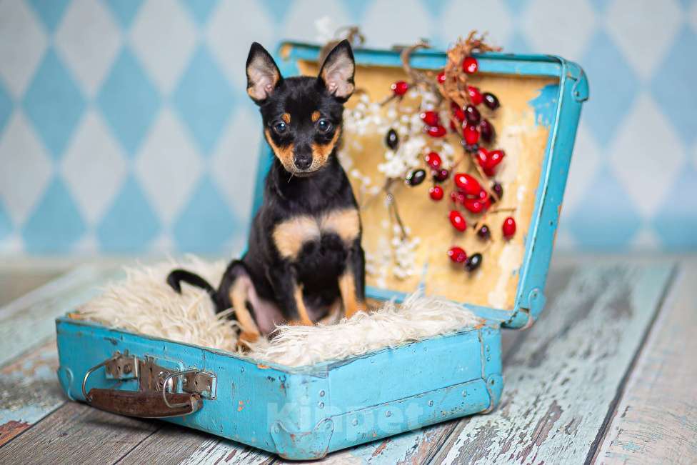 Собаки в Москве: Щенки от шпица и пинчера в добрые руки Девочка, 1 руб. - фото 6