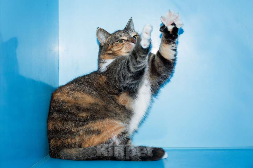 Кошки в Москве: Маленькая  Девочка, Бесплатно - фото 3